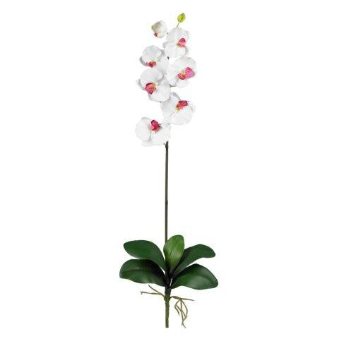 White Phalaenopsis Stem (Set of 12)