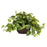 Pothos w-Decorative Vase Silk Plant