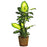 42 Inch Golden Dieffenbachia  w-Basket Silk Plant