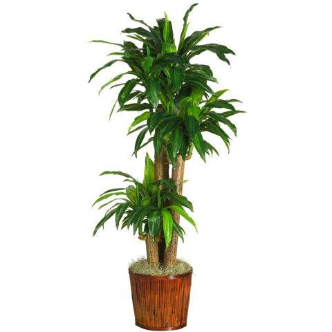 62 Inch Dracena w-Basket Silk Plant (Real Touch)