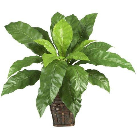 Birdsnest Fern w-Wicker Basket