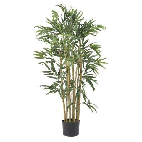 3 Ft Multi Bambusa Bamboo Silk Tree