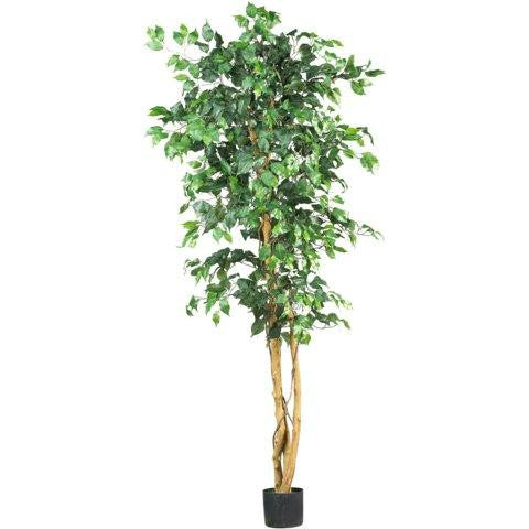 6 Ft Ficus Silk Tree