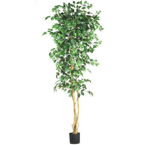 7 Ft Ficus Silk Tree