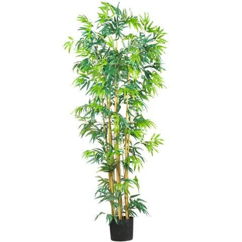 6 Ft Multi Bambusa Bamboo Silk Tree