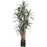 5 Ft Yucca Silk Tree