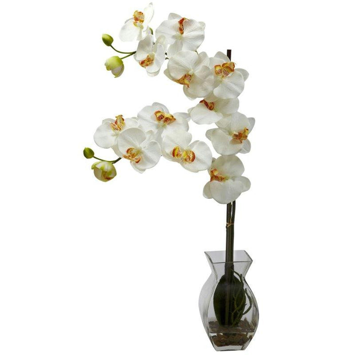 Cream Phalaenopsis Orchid w-Vase Arrangement