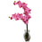 Dark Pink Phalaenopsis Orchid w-Vase Arrangement