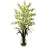 Green Dancing Lady Orchid w-Vase Arrangement