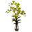 Green Dendrobium Orchid w-Vase Arrangement