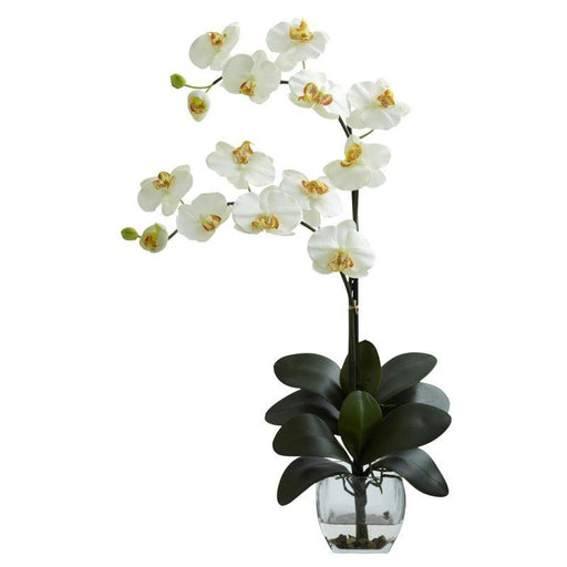 Cream Double Phal Orchid w-Vase Arrangement