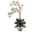 White Double Phal Orchid w-Vase Arrangement