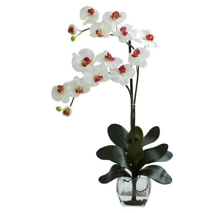 White Double Phal Orchid w-Vase Arrangement