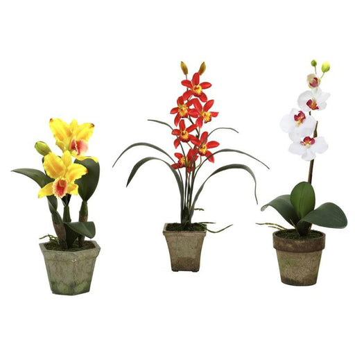 Potted Orchid Mix (Set of 3)