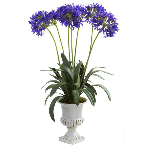 Purple African Lily w-Urn