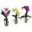 Mixed Orchid w-Cube Arrangements (Set of 3)