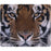 Allsop 30188 Naturesmart Mouse Pad (tiger)