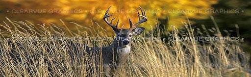 Window Graphic - 20x65 Autumn Buck