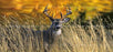 Window Graphic - 30x65 Autumn Buck