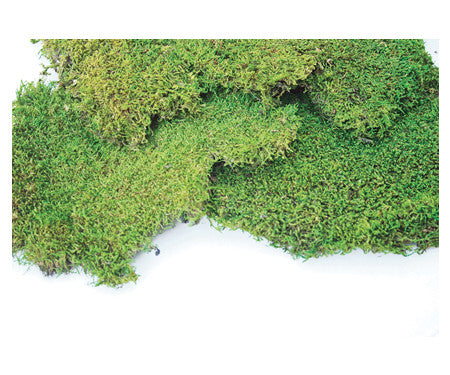 Garden Accents: SuperMoss Preserved Wet Sheet Moss